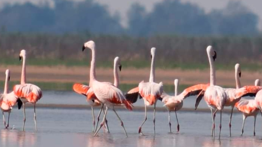 Volvieron a aparecer los flamencos en el paraje de la costa oeste de la laguna Setúbal