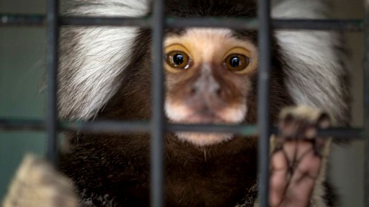 Una mujer entregó siete monos tití de penacho blanco que tenía en su casa