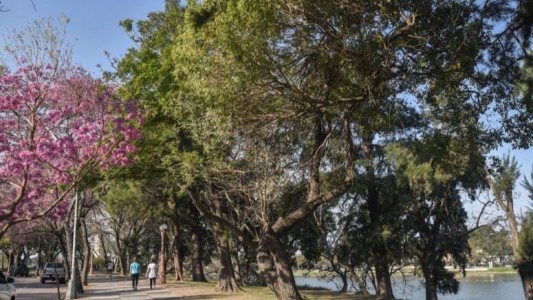 La Municipalidad de Santa Fe trasplantará árboles adultos