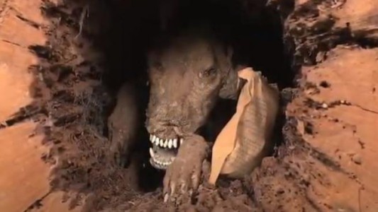 El misterio del perro que lleva 60 años momificado dentro del tronco de un árbol