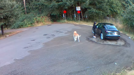 Video desgarrador: el momento en que una mujer abandona a un perro en el bosque