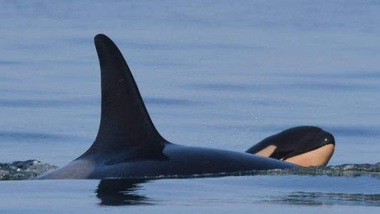 La orca que lloró durante 17 días la muerte de su cría fue otra vez madre