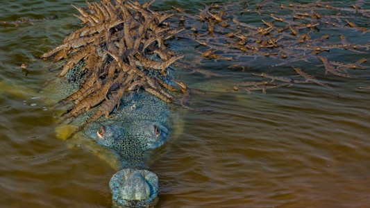 Captan la imagen de un cocodrilo en peligro de extinción con más de 100 crías encima