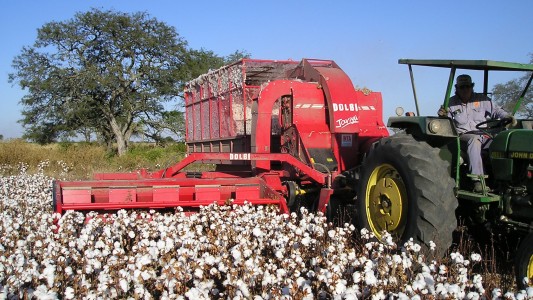 A través del Fondo Algodonero, 297 productores santafesinos reciben asistencia financiera