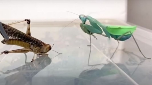 Timelapse: el video de una mantis religiosa que se devora entera a una langosta