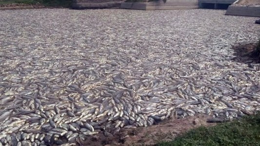 Foto impactante: millones de peces muertos en Formosa
