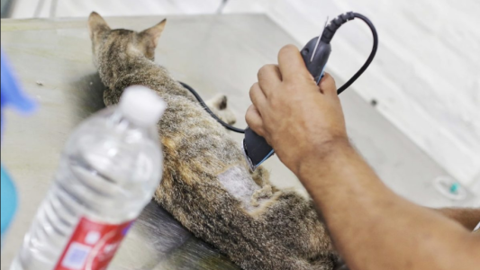 La Municipalidad realiza castraciones a animales de compañía en Colastiné