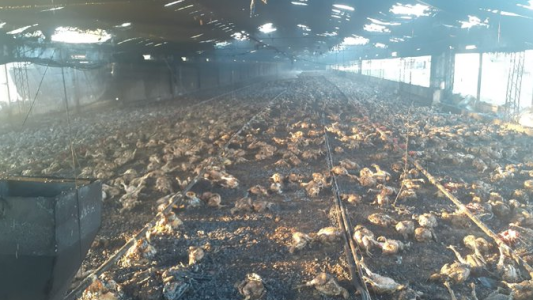 Incendio en una granja de Colonia San José: murieron miles de pollos