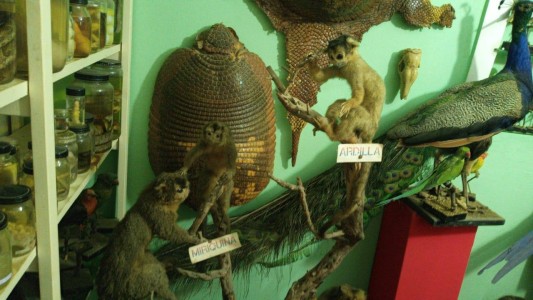 Día del Adulto Mayor: Amado encontró en la taxidermia “la manera de vivir más joven”