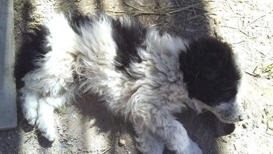 Paisaje infernal: encontraron más de 30 perros envenenados en Luján de Cuyo