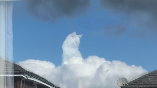 "Una especie de Dios": el reflejo de un gato en la ventana se convirtió en meme viral