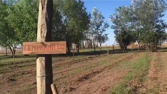 Hizo traer las plantas en colectivo y ahora es dueño del primer viñedo de la región