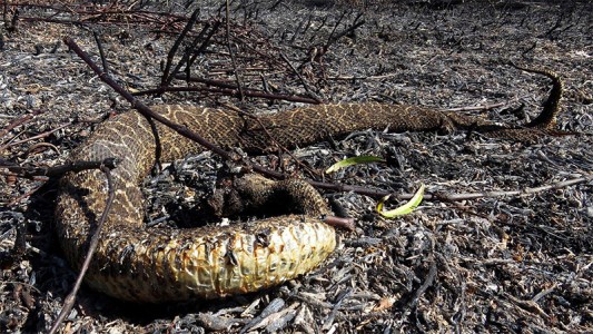 Los incendios en el delta del Paraná mataron casi toda la flora y la fauna
