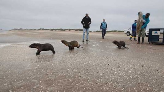 Tres lobos marinos rehabilitados fueron devueltos al mar en las playas de San Clemente del Tuyú