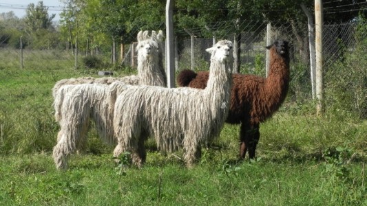 Científicos argentinos neutralizan el coronavirus con anticuerpos derivados de llamas y huevos