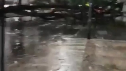 Video: cayó un árbol en pleno Boulevard Gálvez