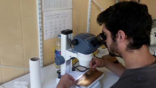 Dengue: la Municipalidad dispuso 100 puntos para monitorear el transmisor en la ciudad