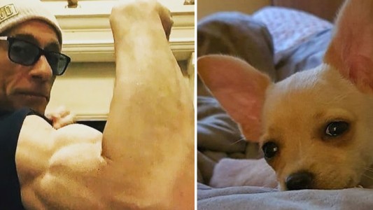 Van Damme héroe: salvó a una perra chihuaha de ser sacrificada por un conflicto diplomático