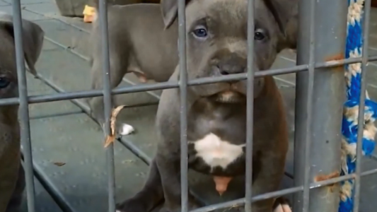 Proponen que en Santa Fe se prohíban los criaderos y el comercio de animales