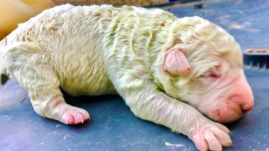 Nació "Pistacho", un inusual cachorro de color verde