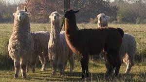 Las llamas para obtener anticuerpos contra el Covid tambien favorecen el bienestar del suelo