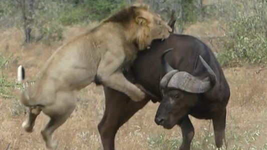 Graban el mortal ataque de una manada de leones a un búfalo con la pata rota