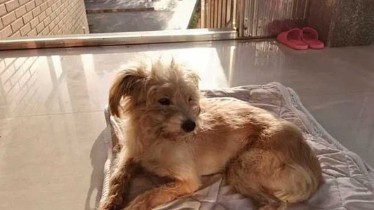 Un perro camina 50 kilómetros en 26 días para volver a su hogar