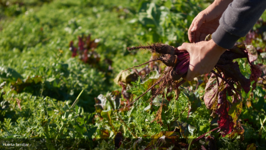 Huerta Familiar: Comienza el registro de interesados para obtener el kit de semillas para la campaña primavera-verano