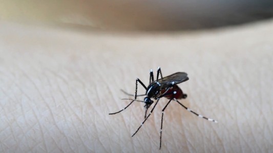 Alerta Dengue: la importancia de descacharrar para prevenir la propagación del mosquito