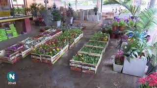 La jardinería: el pasatiempo furor de la cuarentena