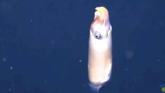 Video: la sorpresa de los científicos al hallar un extraño calamar en el fondo del mar