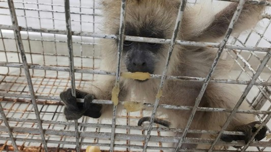 Más de 9300 animales fueron rescatados en el mes de octubre por la Guardia Rural "Los Pumas"