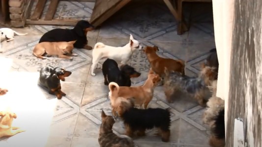 Rescatan 199 perros de un domicilio que funcionaba como criadero clandestino