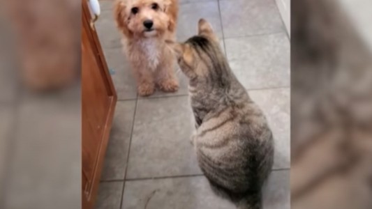 Video viral: el perrito que fue a buscar "refuerzos" para poder enfrentar a un gato