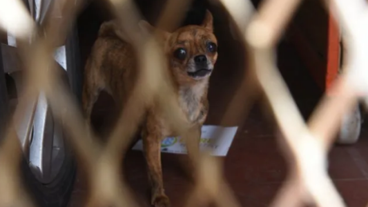Imputarán mañana a la mujer que tenía 199 perros dentro de la casa
