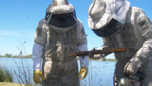 Santa Fe se consolida como la segunda provincia que más miel orgánica produce