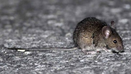 Una joven de 19 años en grave estado tras haber contraído hantavirus en Esquel