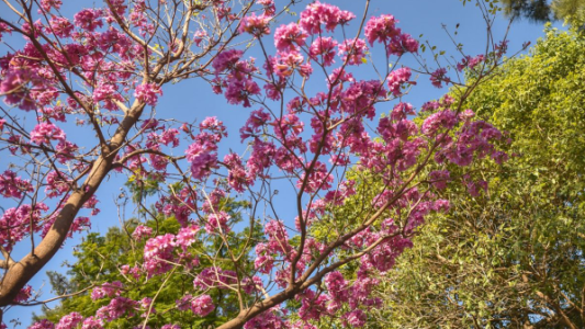 La Municipalidad lanza el programa “Árboles para mi ciudad”