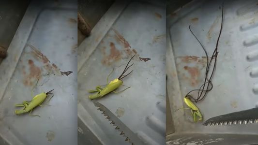 Filman cómo unos enormes tentáculos perforan la cola de una mantis muerta