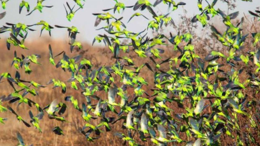 Las cotorras avanzan sobre provincias argentinas tras invadir vastas zonas de otros países