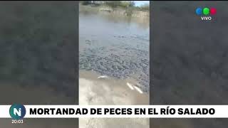 Impacta la cantidad de peces muertos por la bajante del Salado
