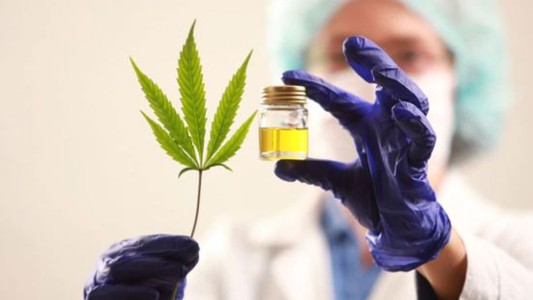 Cannabis medicinal: piden la legalización del autocultivo a nivel provincial
