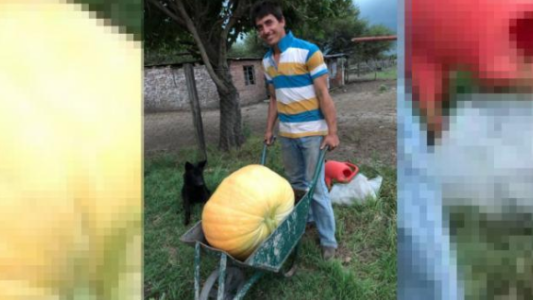 Cosecharon un zapallo de 30 kilos en una huerta del norte santafesino