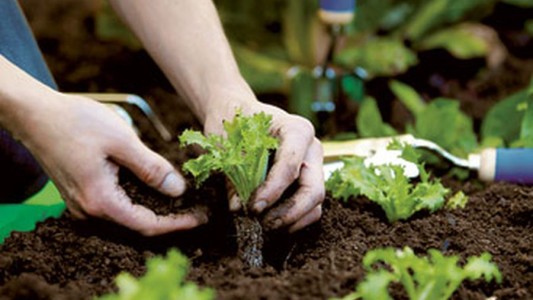 Huerta Familiar: este martes comienza la entrega de kits