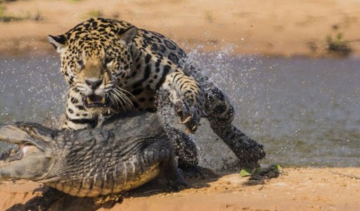 Un guepardo intenta saciar su sed y cae en las fauces de un cocodrilo