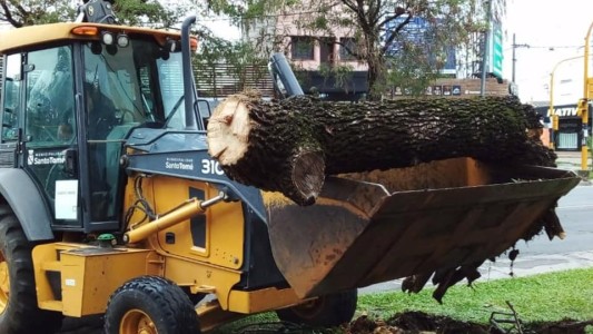 Santo Tomé: la tormeta derribó una decena de árboles
