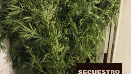 Llegaron por un desorden familiar y se encontraron con plantas de cannabis