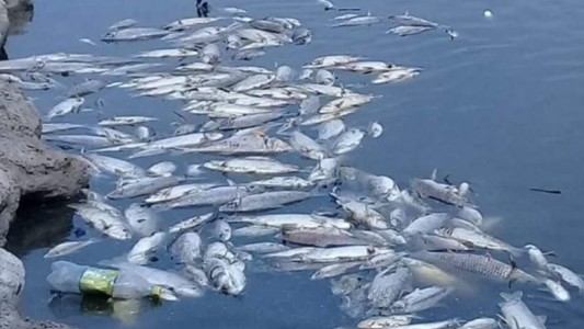 No descartan que pueda producirse otro proceso de mortandad de peces en el Salado