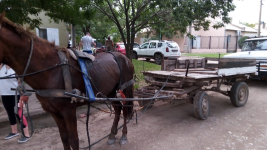 Ley Sarmiento: Trasladaron a un sujeto y auxiliaron a un equino