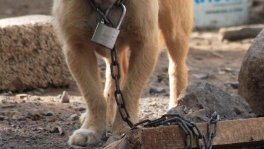 Detuvieron a un joven por torturar animales por placer sexual: "es un caso aberrante"